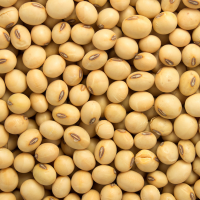 Soy Bean