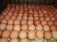 white egg