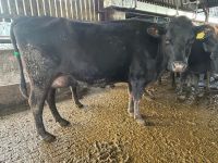 Jersey; New Zealand Genetics Type: Fresh Calved Cows, In Calf Cows