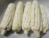 white sweet corn, Silver Queen, heirloom white corn, non-GMO white corn, white corn for tacos, white corn tortillas, white hominy, white corn seeds, white corn kernels. 