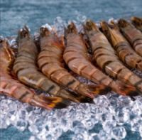 Frozen premium Prawns or Shrimps(Penaeus Monodon)