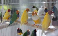 Lady Gouldian Finches Birds