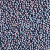 Hungarian Vetch (vicia Pannonica