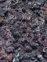 St. Lucian Purple Sea moss