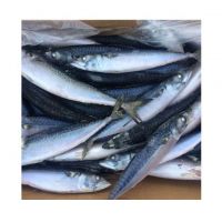 Wholesale Supply Of Frozen Pacific Mackerel Fish