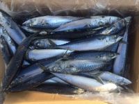 Wholesale Supply of Frozen Pacific Mackerel Fish