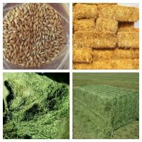 Premium Egyptian Alfalfa Hay â?? High Protein 20%