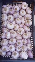Fresh Egyptian Garlic