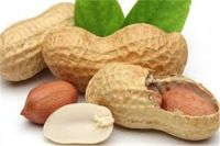 High-Quality Egyptian Peanuts