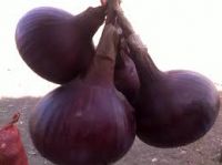 Red Onions â Premium Egyptian Export Quality