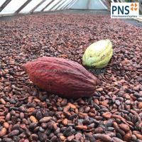 Forastero Green Cacao Beans From Indonesia