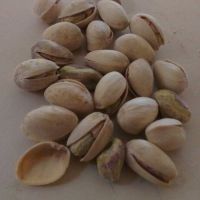 Many Fresh Delicious Large Pistache Kernels