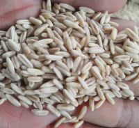 Top Quality Pure Organic Oats Grains