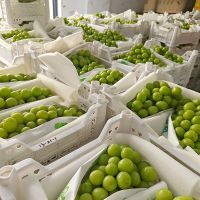 High Sweet Fresh Shine Muscat Grapes