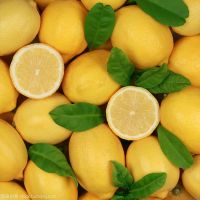High Quality Citrus Fruits Yellow Count