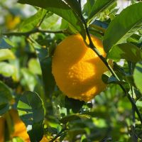 Hot Selling High Quality Fresh Yellow