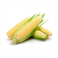 PURE Quality Yellow Corn/Maize For