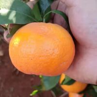 Fresh Sweet Mandarin Orange Citrus Fruit