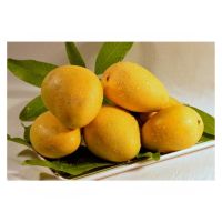 Alphonso mango Export From Vietnam Fresh mango