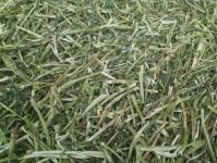 High Quality Alfalfa Hay Oats Hay