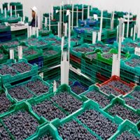 Natural Fresh Blueberries Best Quality Blueberries