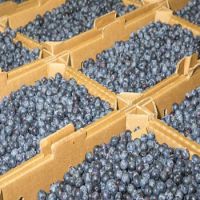 High Quality Origin Fresh Fruit Best