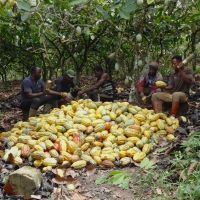 Pure Natural Organic Cacao Butter Raw