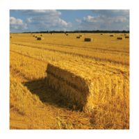 Wholesale Price Wheat Straw Hay Cattle