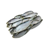 100-200g Frozen Mackerel Fishes Prices
