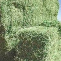 ALFAFA HAY In BALES, TIMOTHY HAY