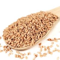 Best Quality Organic Whole Wheat Grain