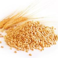 Organic Dried Whole Wheat Grains In