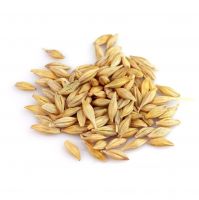 Hot Sales Organic Malting Barley / Whole