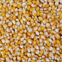 Raw Popcorn Corn Supply