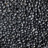 Black Kidney Beans