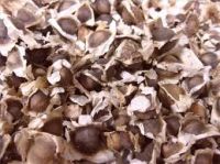 MORINGA SEED