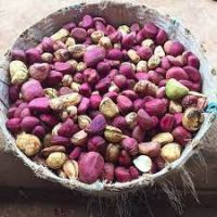 Kola Nuts - Bitter