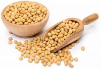 Organic Soya Beans for sale large quantity