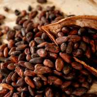 High Quality Vietnam Cocoa Beans 100% Natural 