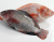 Tilapia Frozen Black and Red Tilapia Fish, frozen fish fillet red