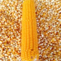 Yellow Corn (Maize) | Bulk Supply for Feed and Food Use
