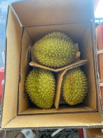 Fresh Durians