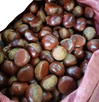Fresh chestnuts for export