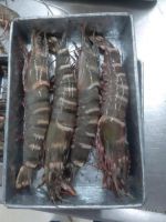 Frozen Black Tiger Shrimp