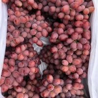Fresh seedless grapes supplier