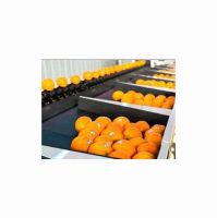Fresh oranges for export