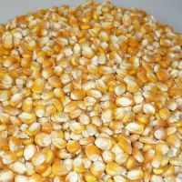 Yellow Maize