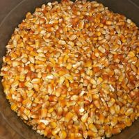 Non GMO Dried Yellow Corn