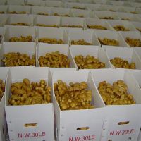 100% Pure Fresh Organic Ginger