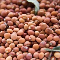 Red Gram / Pigeon Pea